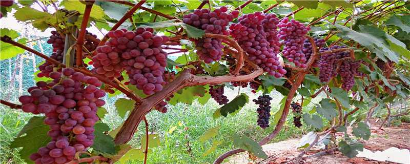 新疆葡萄种植技术（新疆葡萄种植技术与管理）