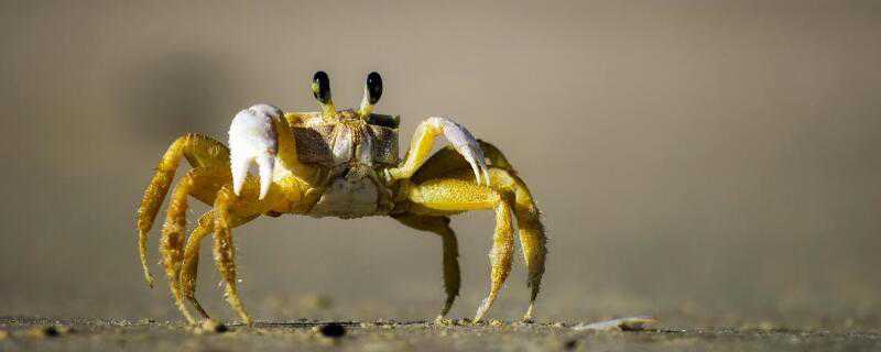 小海蟹怎么养 小海蟹怎么养殖