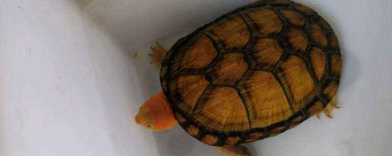 一只红面蛋龟