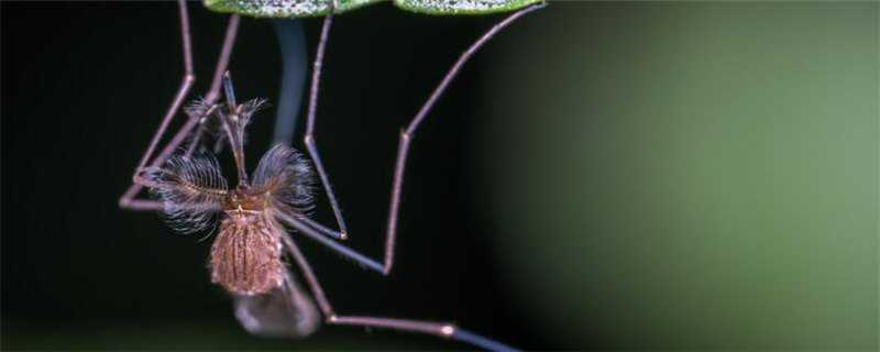 蚊子是怎么繁殖的（蚊子是怎么繁殖的百科）