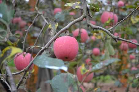 夏季苹果病虫害防治方法有哪些（夏季苹果病虫害防治方法有哪些视频）