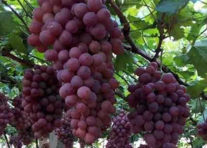 晚红葡萄有哪些特性（晚红葡萄的种植技术）