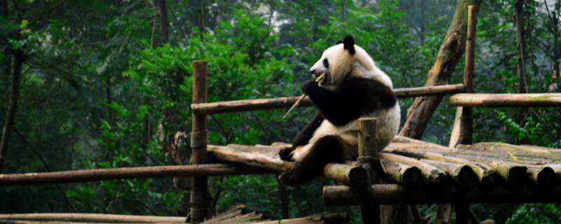 大熊猫是什么科动物 大熊猫是什么猫科动物