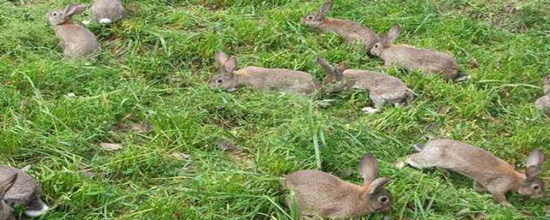 哪里有养殖野兔的 人工养殖野兔哪里有卖