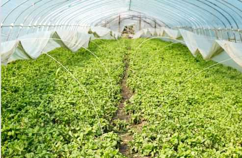 大棚蔬菜如何施肥 大棚蔬菜施肥方法