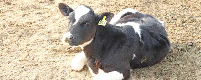 繁殖母牛的养殖技术（繁殖母牛的养殖技术与管理）
