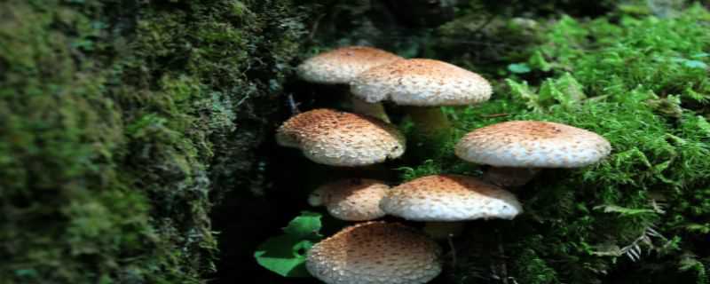 蘑菇养殖方法 蘑菇养殖方法有哪些