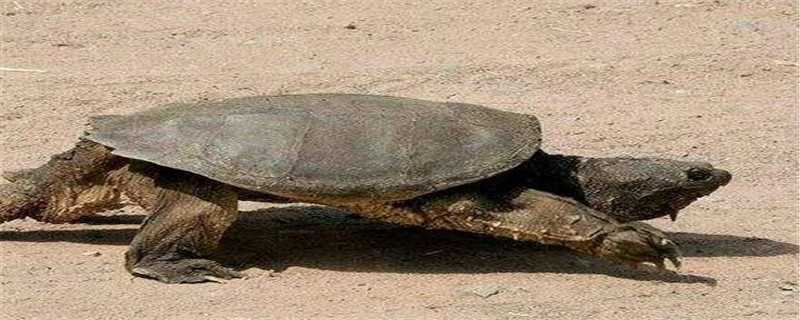 北美拟鳄龟的种类