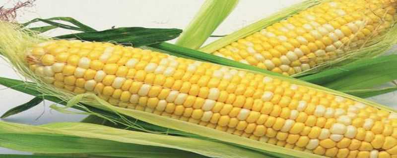 转基因玉米品种有哪些 哪种是转基因的玉米