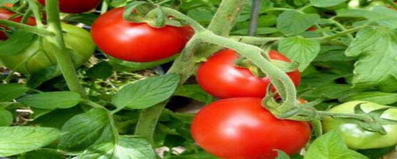 蕃茄种植管理技术要点 蕃茄种植管理技术要点有哪些