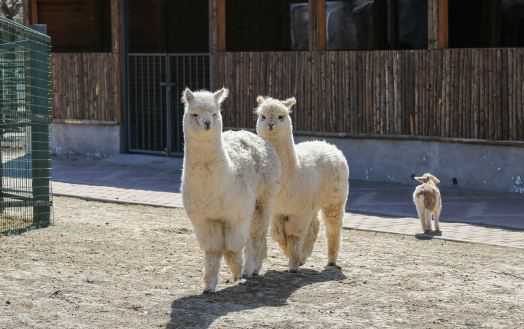羊驼养殖的方向和养殖技术要点介绍 羊驼怎么养殖技术