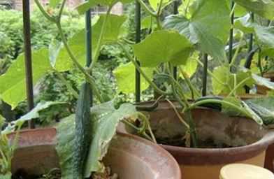 盆栽黄瓜的种植方法是什么 盆栽黄瓜的种植方法是什么样的