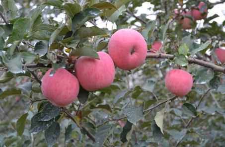 苹果树一般什么时间种（苹果树什么时候栽种）