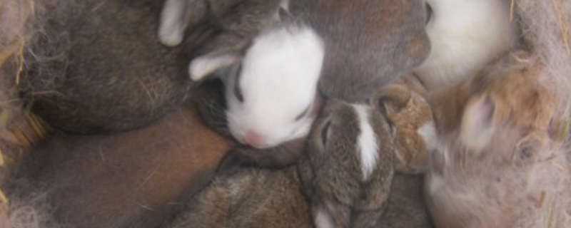 月月兔养殖方法（养月月兔注意事项）