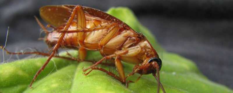 樱桃蟑螂怎么养 樱桃蟑螂怎么养殖