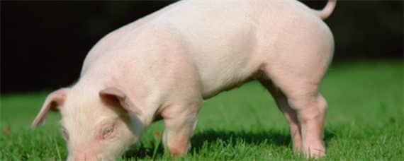 杜洛克猪的品种介绍 杜洛克猪的品种介绍小猪仔图片