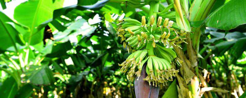 香蕉怎么种盆栽 盆栽香蕉树怎么种植