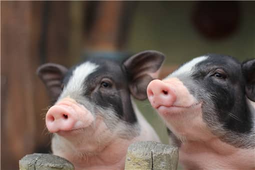 全国唯—的香猪保种基地在哪里 香猪养殖基地在哪里