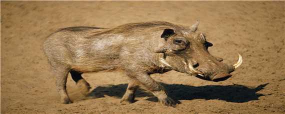 疣猪和野猪的区别 疣猪和野猪的区别是什么