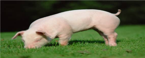 香猪能长多大多少斤