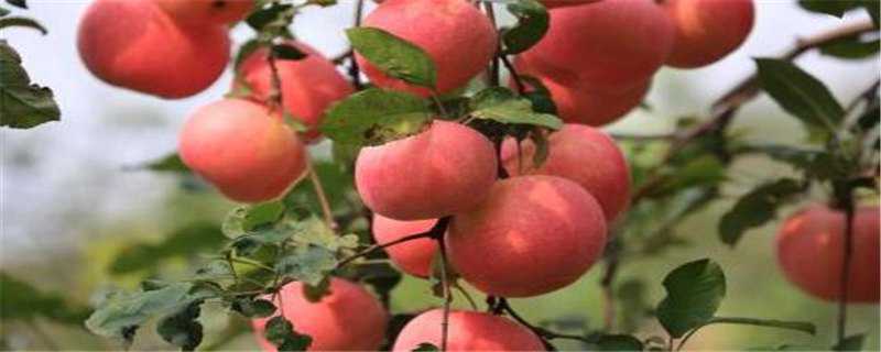 苹果种植几年开花结果 种苹果树几年能开花结果