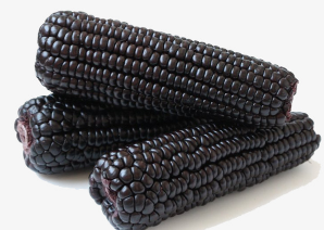 黑玉米高产种植技术技巧，黑玉米种植方法