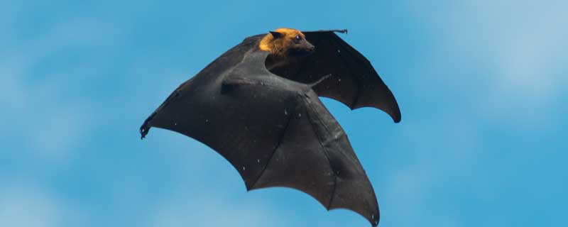 蝙蝠的寓言故事说明了什么道理 蝙蝠这个寓言故事的道理是什么