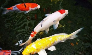 锦鲤为啥养单数 锦鲤要养单数还是双数