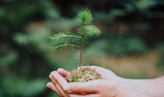 2022年植树节农历几月几号星期几 2020年的植树节是几月几号星期几