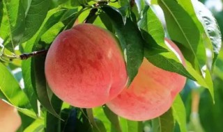 桃属于酸性还是碱性食物 桃子属于酸性食物还是碱性食物