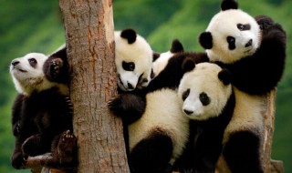 大熊猫属于什么科目 大熊猫属于什么科目的动物