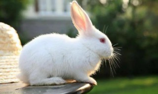 兔子的尾巴为什么那么 兔子的尾巴为什么那么长
