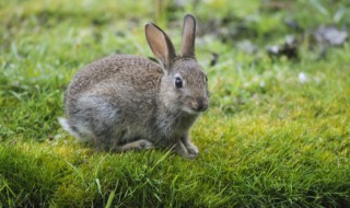 野兔属于保护动物吗 野兔算不算野生保护动物