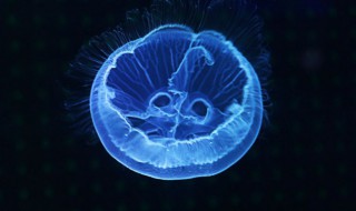 海蜇属于什么动物 海蜇属于什么动物是腔肠动物吗