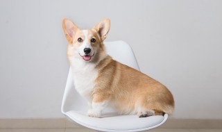 狗牌上的寄语怎么写 狗吊牌寄语