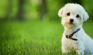 狗牌简洁寄语怎么写（狗狗牌一般写什么寄语）