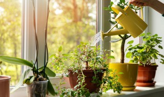客厅风水植物配置的六个要点 客厅养植物的风水原则