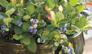 蓝莓盆栽的养殖方法（蓝莓的养植方法）