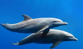 海豚和白鲸的区别 白鲸和白海豚的区别