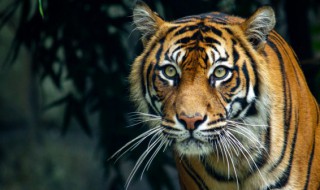 关于老虎的诗句 关于老虎的诗句有哪些?
