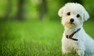 狗狗吃屎要怎么纠正 怎样纠正狗狗吃屎