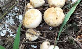 草蘑的营养价值与功效 草蘑有什么营养价值
