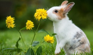 毛绒娇小的宠物兔子名字摸着很舒服 宠物兔子好听的独特名字
