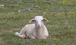 简约不俗套的宠物名字洋气小时髦（宠物名字好听）