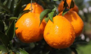 耙耙柑怎么保存（耙耙柑如何保鲜）