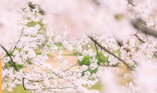 那些你的纯洁比樱花还美是什么歌 有一首歌叫什么樱花的美丽