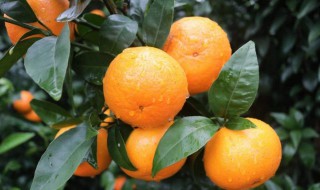 沃柑和橘子的区别 沃柑和橘子的区别图片
