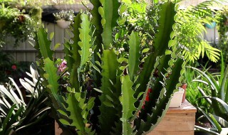 龙骨花烂根怎么办（龙骨烂根了怎么办）