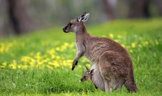 澳大利亚的国宝 澳大利亚的国宝动物是什么