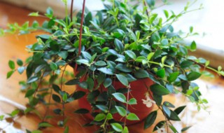 吊篮植物的养殖方法 吊篮植物的养殖方法和注意事项